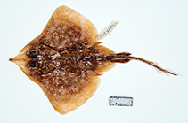 Image of Okamejei panayensis (Philippine skate)