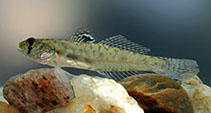 Image of Oligolepis acutipennis (Sharptail goby)