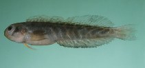 Image of Omobranchus elongatus (Cloister blenny)