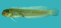 Image of Omobranchus ferox (Gossamer blenny)