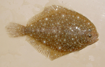 Image of Oncopterus darwinii (Remo flounder)