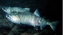 Image of Oncorhynchus keta (Chum salmon)