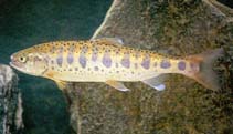 Image of Oncorhynchus masou (Masu salmon)