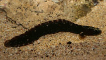 Image of Ophiclinus antarcticus (Dusky snake blenny)