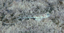 Image of Arcygobius baliurus (Isthmus goby)