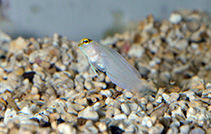 Image of Opistognathus aurifrons (Yellowhead jawfish)