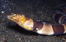 Image of Ophichthus bonaparti (Napoleon snake eel)