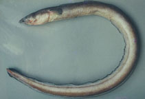 Image of Ophichthus cylindroideus (Dusky snake eel)