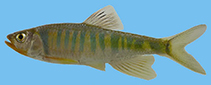 Image of Opsariichthys duchuunguyeni 