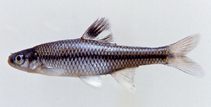 Image of Opsopoeodus emiliae (Pugnose minnow)