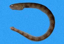 Image of Ophichthus frontalis (Deathbanded snakeeel)