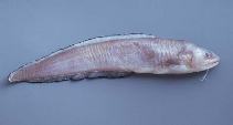 Image of Ophidion holbrookii (Band cusk-eel)