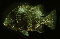 Image of Oplegnathus insignis (Pacific beakfish)