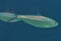 Image of Opisthonema oglinum (Atlantic thread herring)