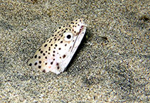 Image of Ophichthus ophis (Spotted snake eel)