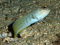 Image of Opistognathus randalli (Gold-specs jawfish)