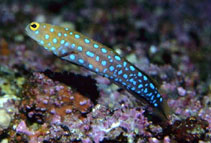 Image of Opistognathus rosenblatti (Blue-spotted jawfish)