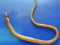 Image of Ophichthus rufus (Rufus snake-eel)