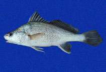 Image of Ophioscion typicus (Point-nosed croaker)