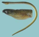 Image of Ophichthus urolophus (Manetail snake eel)
