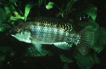 Image of Oreochromis alcalicus (Common Natron tilapia)