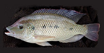 Image of Oreochromis andersonii (Three spotted tilapia)
