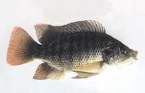 Image of Oreochromis aureus (Blue tilapia)