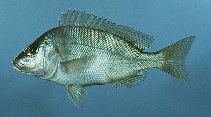 Image of Orthopristis chrysoptera (Pigfish)