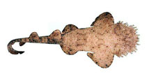 Image of Eucrossorhinus dasypogon (Tasselled wobbegong)