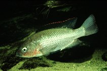 Image of Oreochromis esculentus (Singida tilapia)