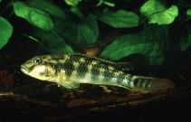 Image of Orthochromis kasuluensis 