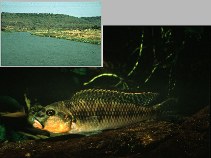 Image of Orthochromis malagaraziensis 