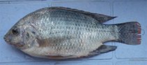 Image of Oreochromis rukwaensis (Lake Rukwa tilapia)