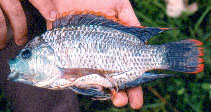 Image of Oreochromis malagarasi (Malagarasi tilapia)