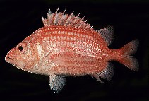 Image of Ostichthys archiepiscopus (Straighthead soldierfish)
