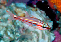 Image of Ostorhinchus dispar (Redspot cardinalfish)