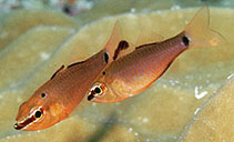 Image of Ostorhinchus jenkinsi (Spot-nape cardinalfish)
