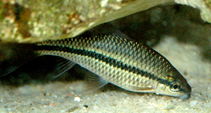 Image of Osteochilichthys nashii (Nash\