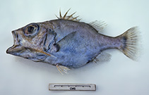 Image of Ostracoberyx paxtoni (Spinycheek seabass)