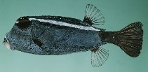 Image of Ostracion trachys (Roughskin trunkfish)