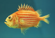 Image of Ostichthys trachypoma (Bigeye soldierfish)