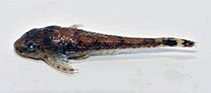 Image of Otothyris lophophanes (Brown sucker catfish)