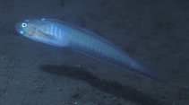 Image of Oxymetopon compressus (Robust ribbongoby)