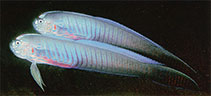 Image of Oxymetopon cyanoctenosum (Blue-barred ribbon goby)