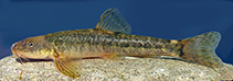Image of Oxynoemacheilus elsae 