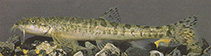 Image of Oxynoemacheilus merga (Krynicki\