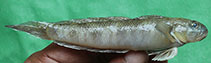 Image of Oxyurichthys microlepis (Maned goby)