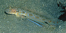 Image of Oxyurichthys notonema (Threadfin mudgoby)