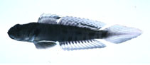 Image of Oxyurichthys visayanus 