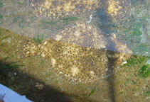 Image of Paralichthys adspersus (Fine flounder)